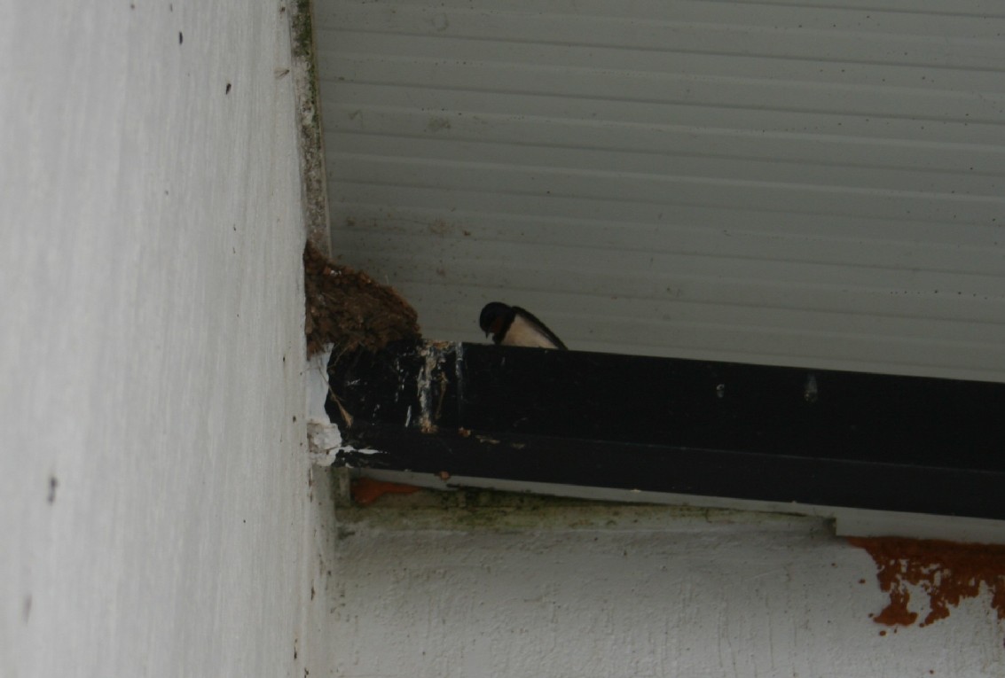 Rondine Hirundo rustica.  via della croce.